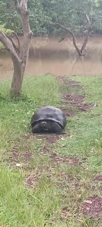 مبيت وإفطار بويرتو بكويريزو مورينو Mantarraya المظهر الخارجي الصورة